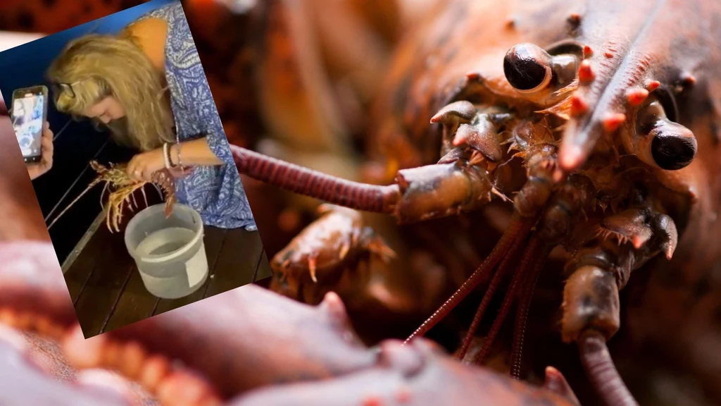 Turystka we Włoszech zamówiła żywego homara, a następnie... wypuściła go do morza