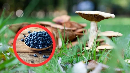 Jaką karę można dostać za sprzedawanie darów lasu?