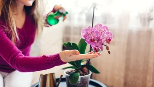 Wsyp przyprawę do doniczki i postaw storczyk w odpowiednim miejscu. Dzięki temu zakwitnie jak nigdy wcześniej