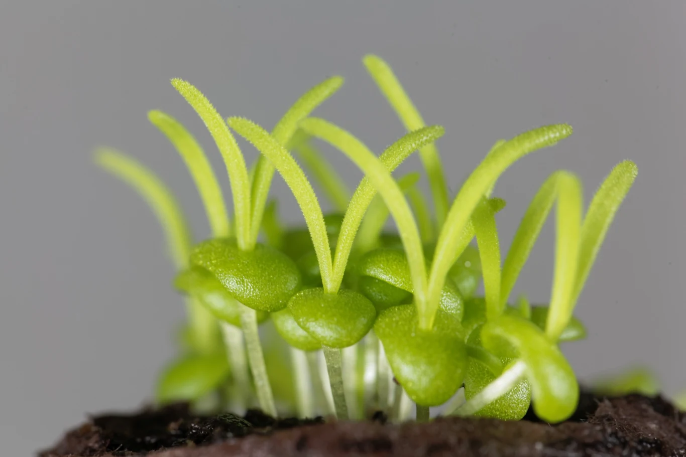 Niektóre rośliny w celu ukorzenienia wystarczy mieścić w czystej wodzi. Inne wymagają użycia ukorzeniacza Niektóre rośliny w celu ukorzenienia wystarczy mieścić w czystej wodzi. Inne wymagają użycia ukorzeniacza