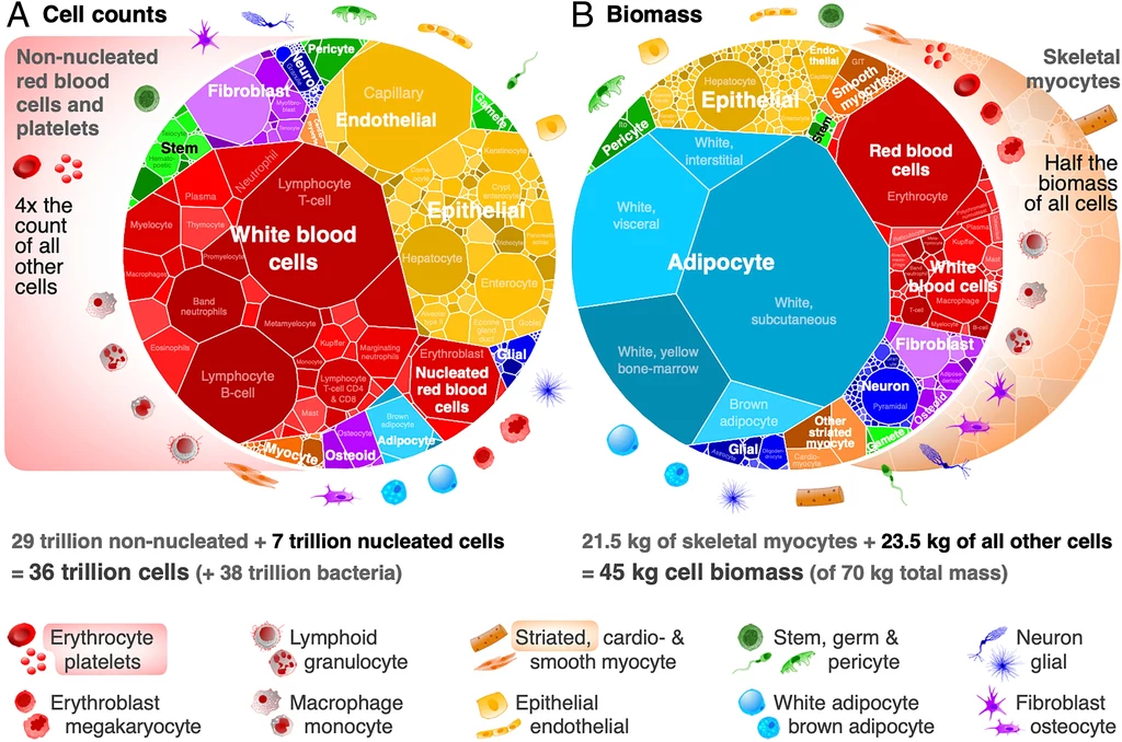 Kontrastujące rozmieszczenie liczby komórek i biomasy według typu komórki