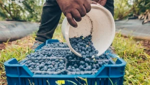 Zmieszaj z wodą i podlewaj borówkę co dwa tygodnie. Obrodzi kilogramami owoców