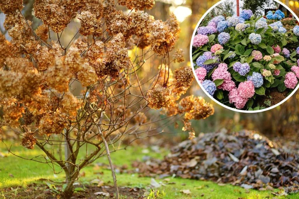 Jesienią zadbaj o hortensję, by po zimie odrodziła się jeszcze piękniejsza