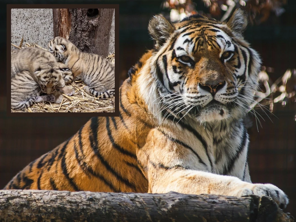 Tygrysy amurskie to gatunek zagrożony wyginięciem. W opolskim zoo urodziła się trójka młodych tygrysiątek