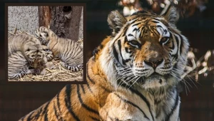 Tygrysie trojaczki w opolskim zoo. Takie narodziny to rzadkość