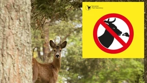 Zwierzęta zaczepiają turystów w Tatrach. Park narodowy ostrzega