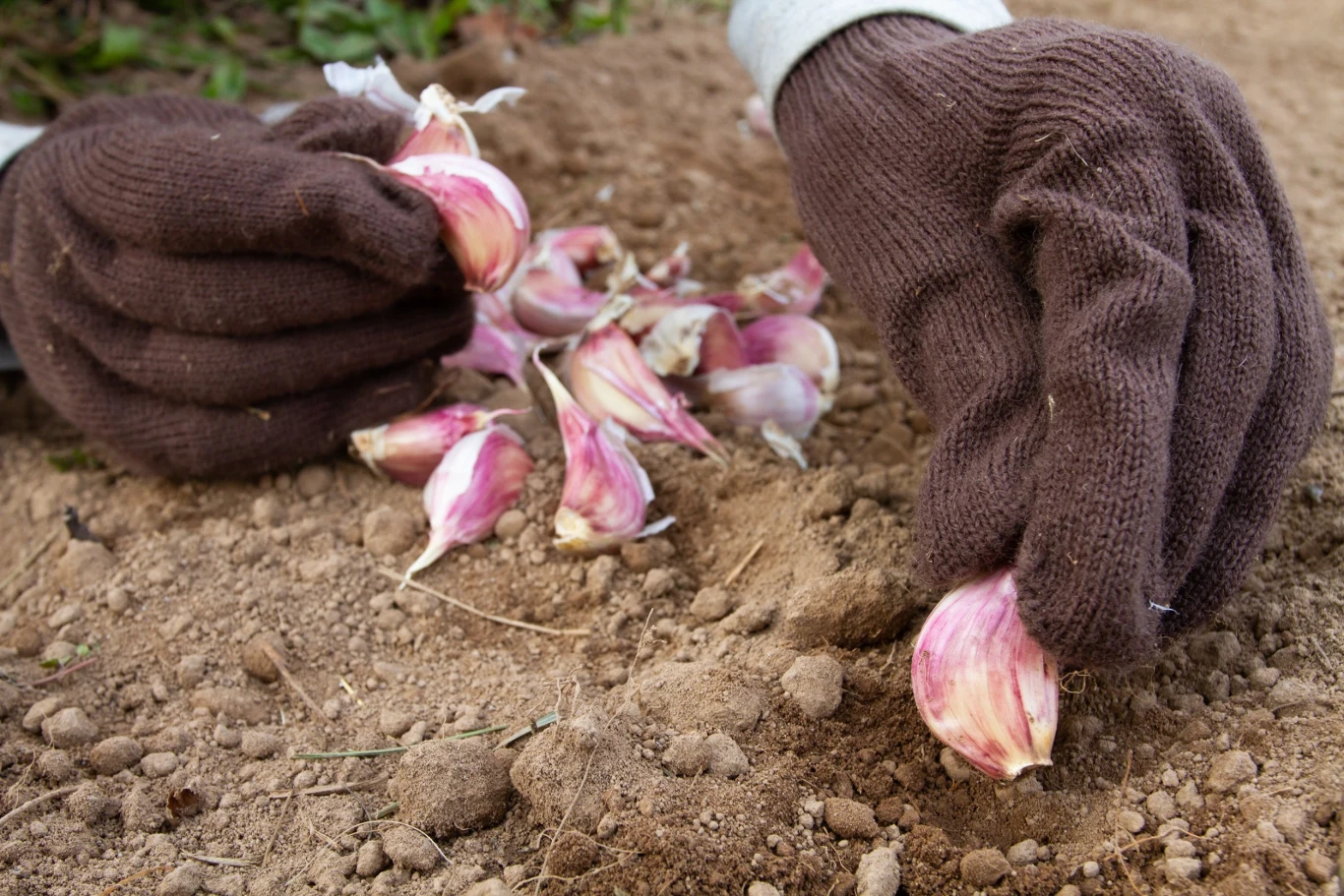 Czosnek ozimy sadzi się jesienią, a czosnek jary wiosną
