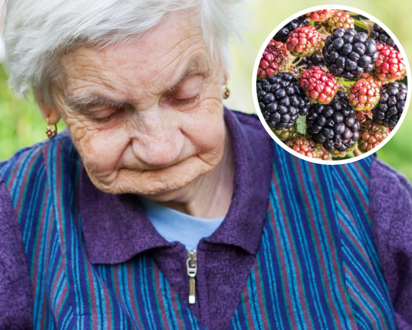 Jeżeli jeżyny są kwaśne i mają dziwny kolor, to najprawomocniej zaatakował je szpeciel jeżynowiec Jeżeli jeżyny są kwaśne i mają dziwny kolor, to najprawomocniej zaatakował je szpeciel jeżynowiec