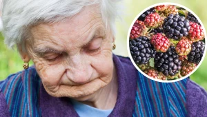 Jeżyny są do bólu kwaśne i mają dziwny kolor? Winowajca może być jeden