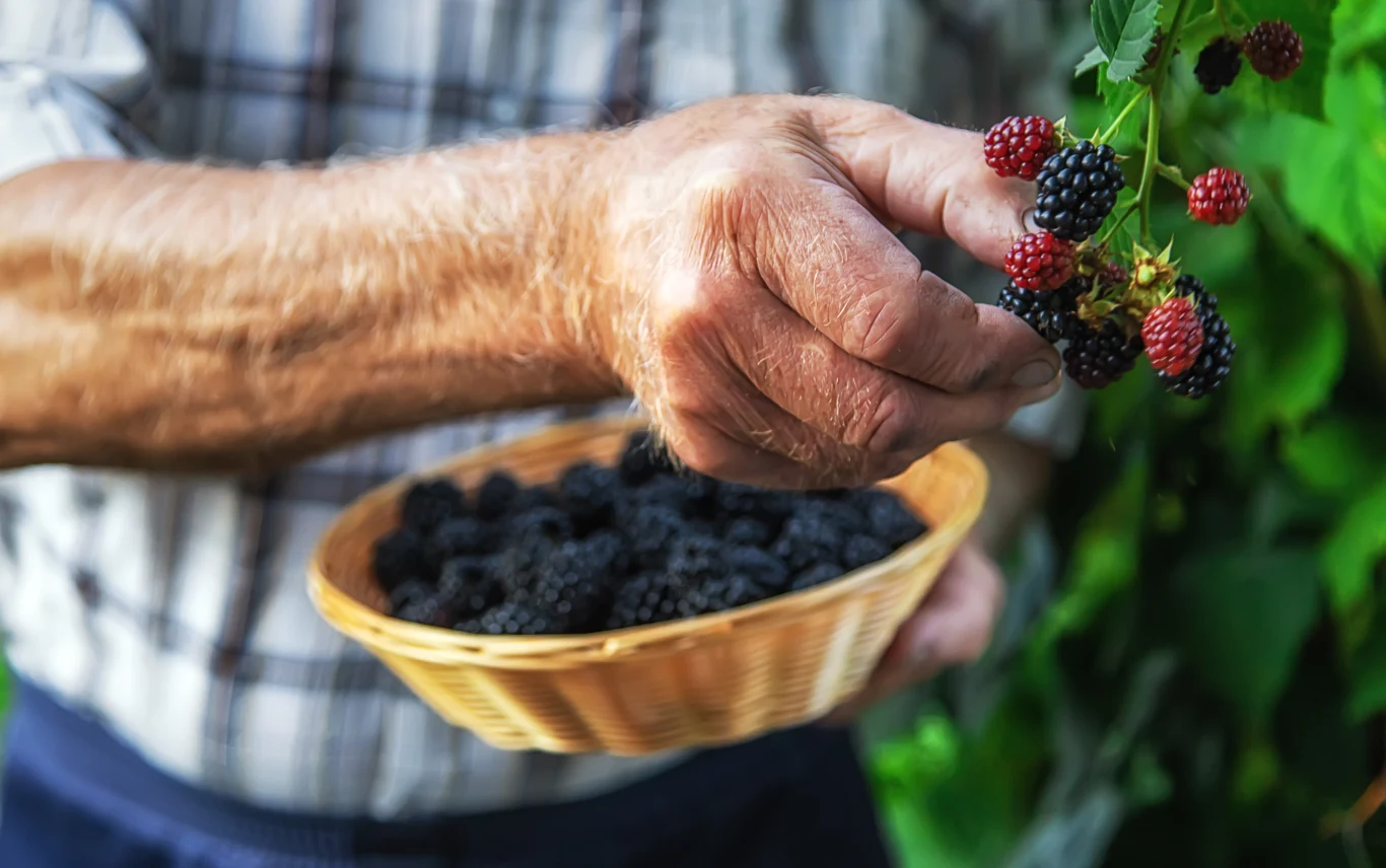Chore jeżyny pozostaną jasnoczerwone lub białe. Te zdrowe i smaczne mają intensywnie granatowy kolor Chore jeżyny pozostaną jasnoczerwone lub białe. Te zdrowe i smaczne mają intensywnie granatowy kolor