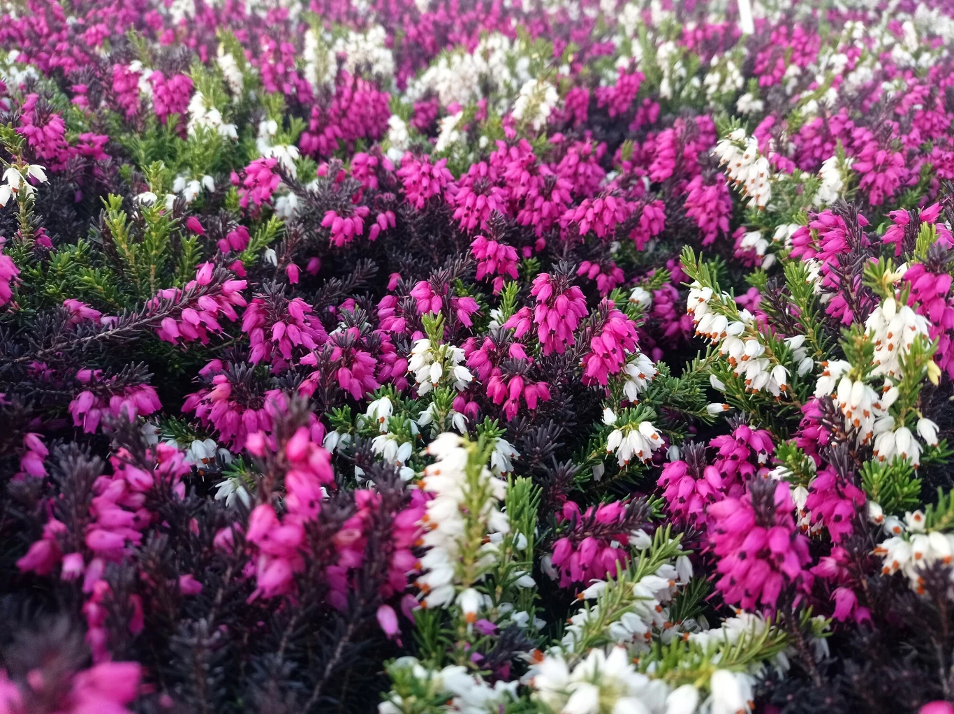 Wrzosy należy podlewać przegotowaną i wystudzoną wodą.