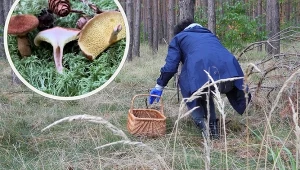 W Polsce pokazał się wyjątkowy grzyb. Jest jadalny, ale rzadki jak diament