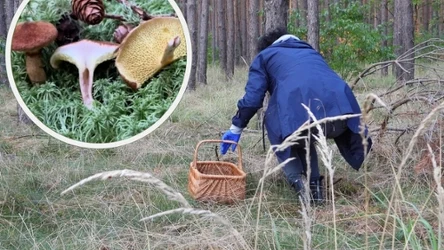 Maślak jadalny to jeden z najrzadszych grzybów w Polsce. Zdjęcie: Pixabay/ Tiktok: @pieprznik.pl