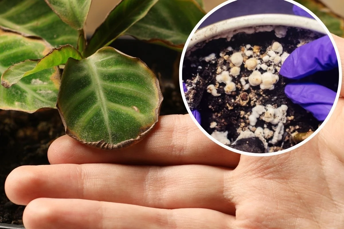 Pleśń może zrujnować twoje rośliny. Błyskawicznie atakuje doniczkę Pleśń może zrujnować twoje rośliny. Błyskawicznie atakuje doniczkę