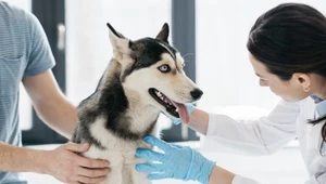 Tajemnicza choroba atakuje psy. Weterynarze rozkładają ręce