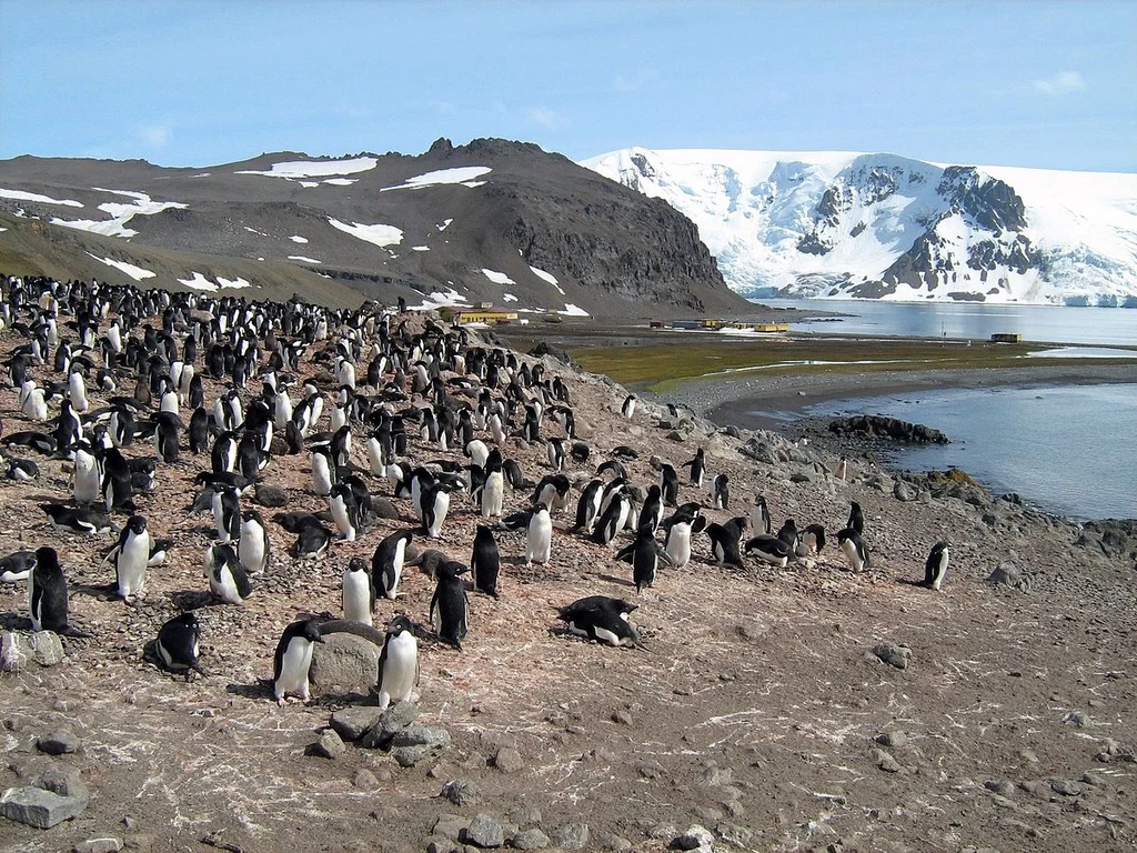 Kolonia pingwinów na Wyspie Króla Jerzego, w tle Polska Stacja Antarktyczna