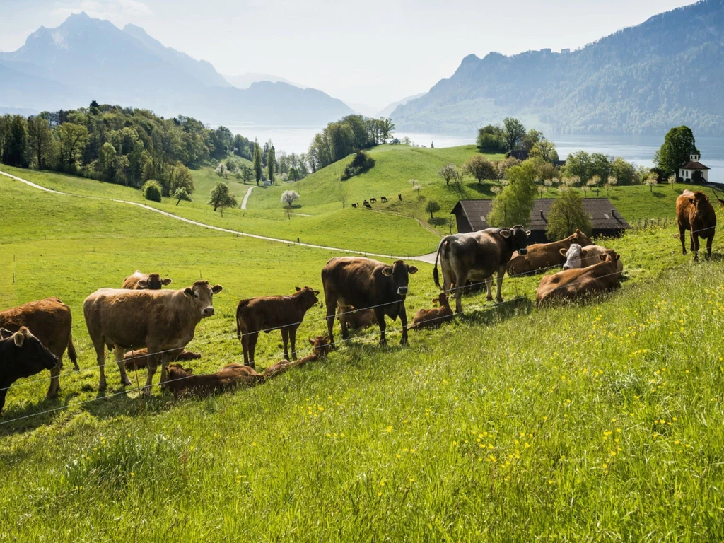 Rząd Szwajcarii zachęca do ograniczenia spożycia mięsa w ramach strategii klimatycznej
