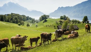 Szwajcarzy będą jeść mniej mięsa. Rząd przedstawił plan