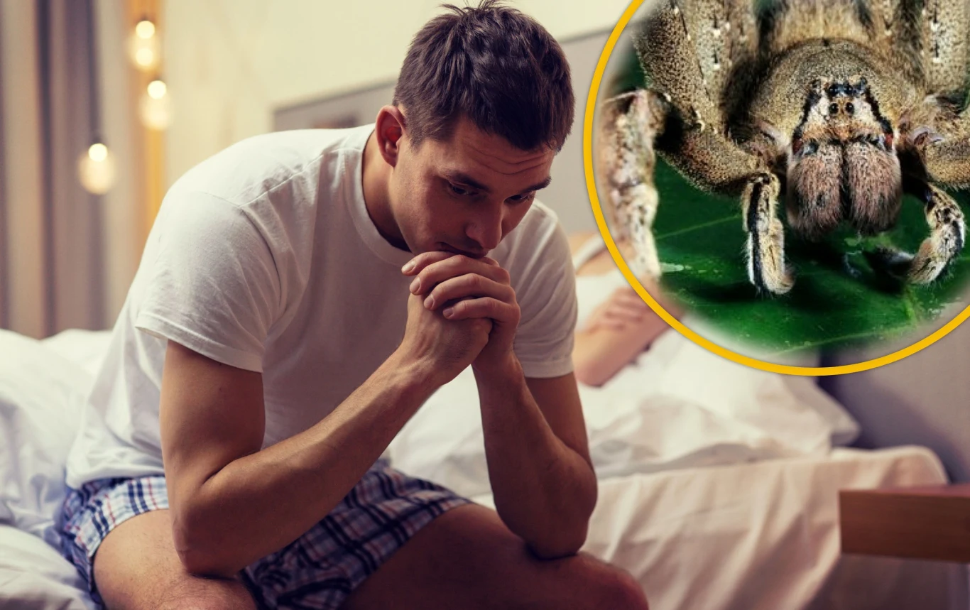 Naukowcy na tropie rewolucyjnego leku na potencję. Pomoże jadowity pająk Naukowcy na tropie rewolucyjnego leku na potencję. Pomoże jadowity pająk