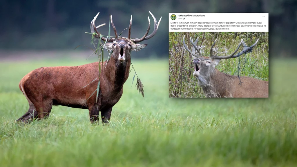 Karkonoski Park Narodowy opublikował zdjęcie jelenia, który zaplątał się w choinkowe lampki