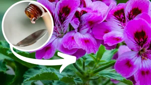 Wlej 1 kroplę, a pelargonia wystrzeli kwiatami. Apteczny hit z PRL-u kupisz za 3,50 zł