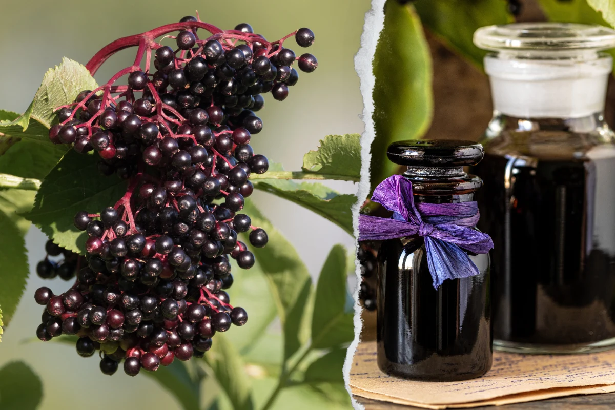 Czarny bez to prawdziwy eliksir zdrowia