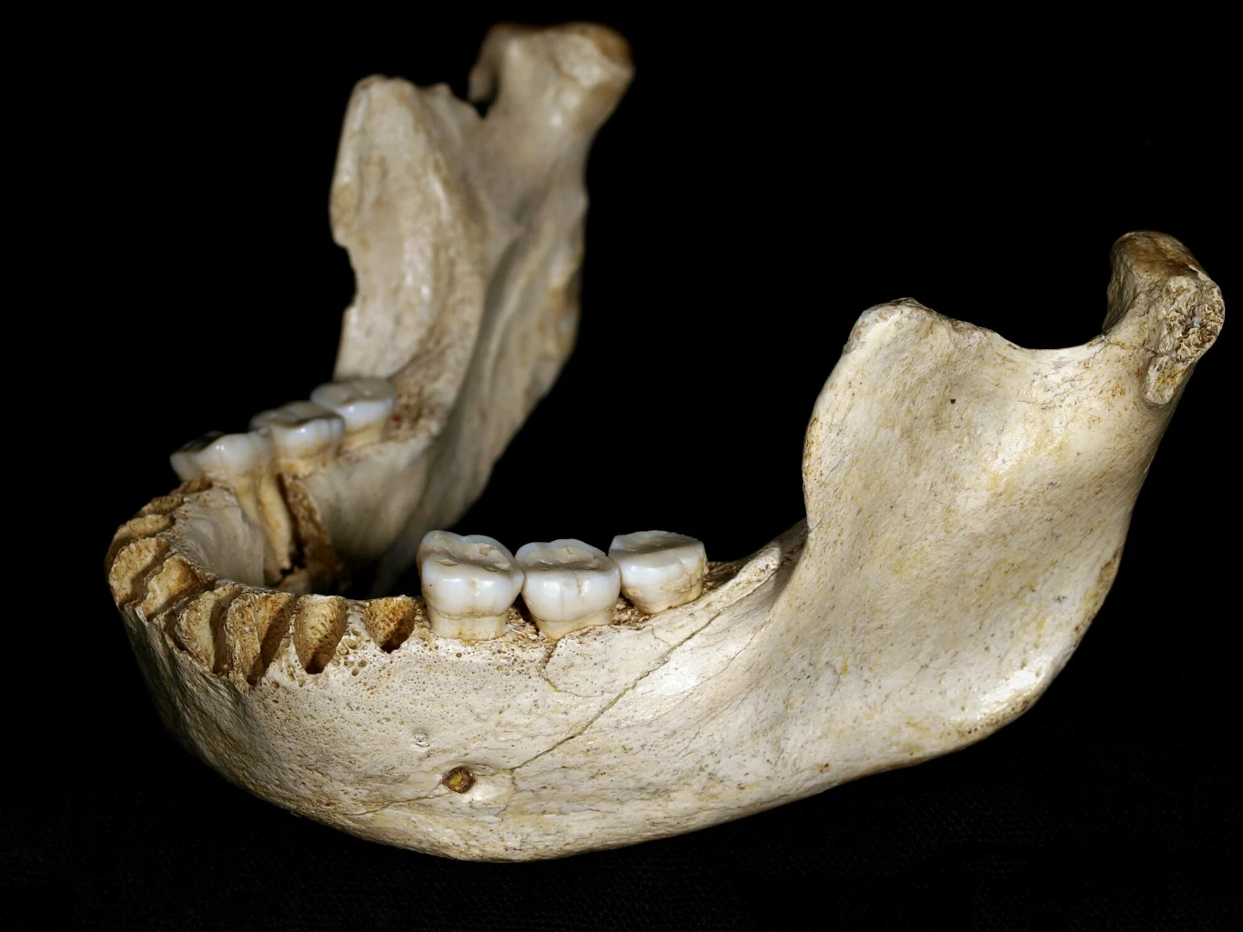 Szczęka Homo heidelbergensis Szczęka Homo heidelbergensis