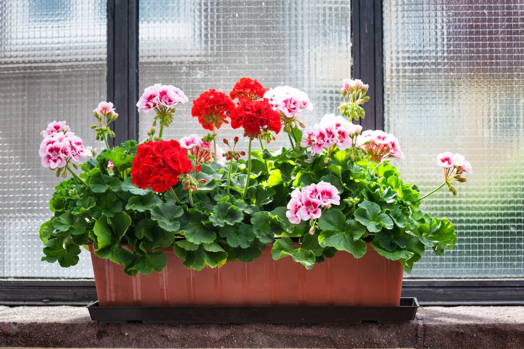 Pelargonia może zdobić balkon nawet do października. Na zimę należy ją zabrać z balkonu do jasnego pomieszczenia Pelargonia może zdobić balkon nawet do października
