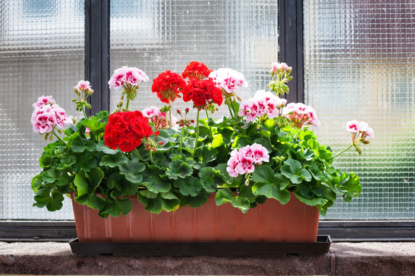 Pelargonia może zdobić balkon nawet do października