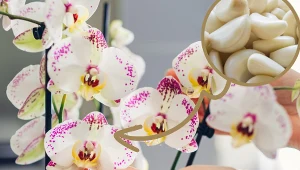 Po tej odżywce storczyk obsypie się kwiatami. Wystarczą 3 ząbki i woda