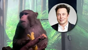 Elon Musk kłamał. Zwierzęta, na których testował implanty doznawały tortur