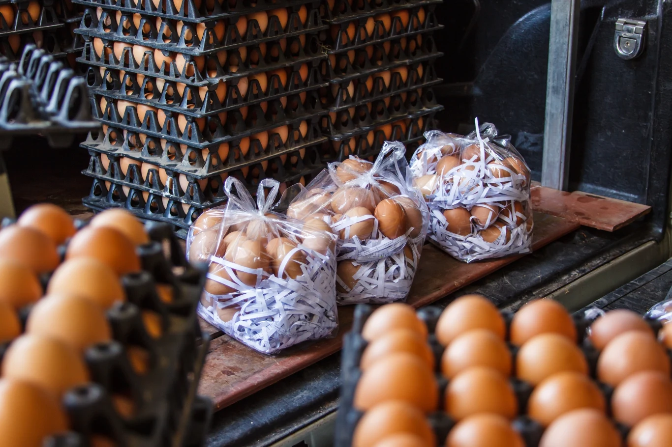 Zwracaj uwagę na oznaczenia opakował z jajami. Z nich dowiesz się, w jakich warunkach żyją wysiadujące je kury Zwracaj uwagę na oznaczenia opakował z jajami. Z nich dowiesz się, w jakich warunkach żyją wysiadujące je kury