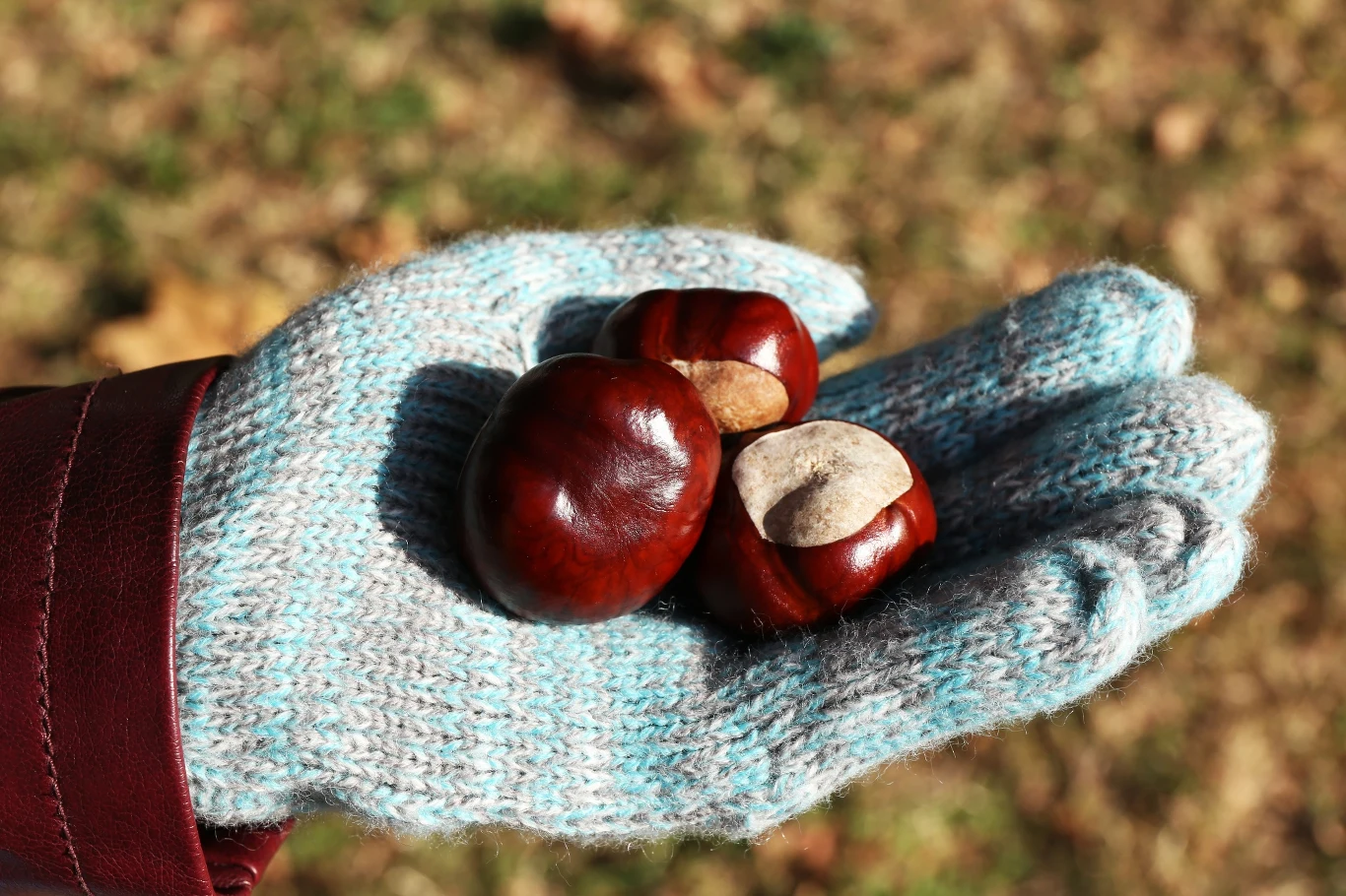 Kasztany w pralce? To nie żart, tylko trik na to, aby kołdry i poduszki z pierza zawsze były idealnie puszyste