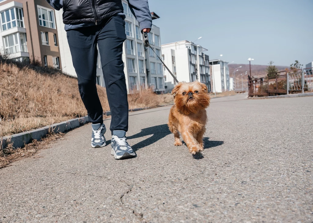 Petsitter to osoba, która odpłatnie wyprowadza psy na spacer