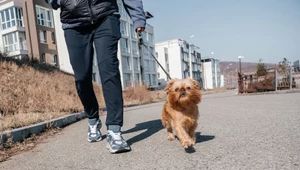 Wejście do lasu z psem. Właściciele czworonogów muszą o tym pamiętać, inaczej czekają ich przykre konsekwencje