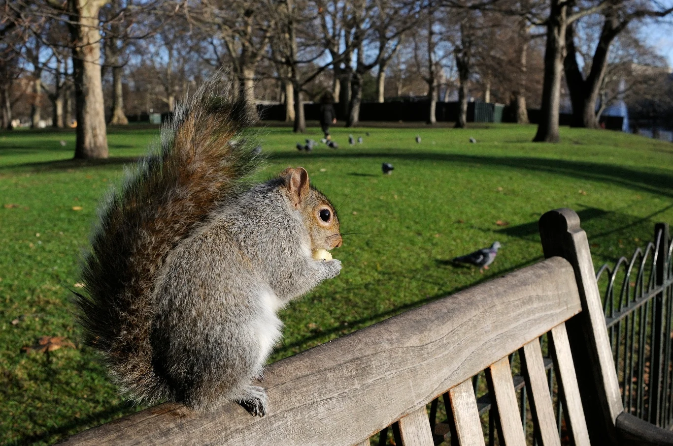 Populację wiewiórek szarych w Wielkiej Brytanii i Irlandii szacuje się na kilka milionów. Na zdjęciu Sciurus carolinensis na ławce w St. James's Park w Londynie zjada jabłko podane jej przez turystę