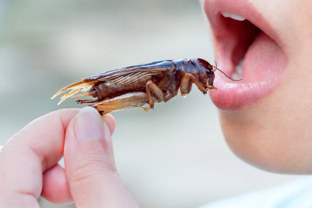 Jedzenie owadów może mieć korzystny wpływ na metabolizm