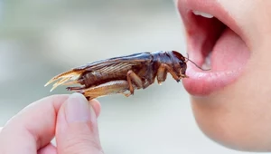 Jedzenie robaków pomaga schudnąć. Białko owadów poprawia metabolizm