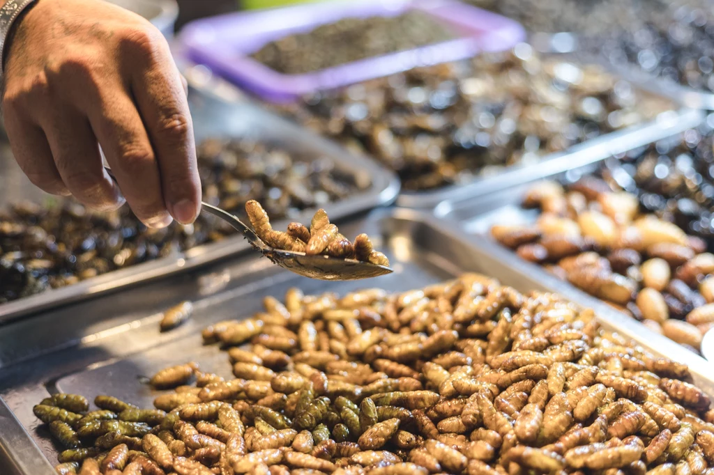 W niektórych krajach jedzenie owadów jest powszechną praktyką