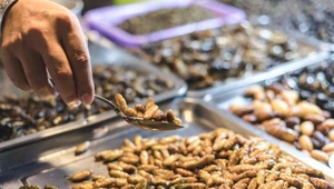 Do 2054 roku owady mają stać się popularną żywnością w Europie