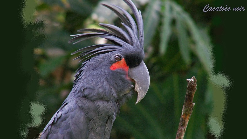 Kakadu palmowa