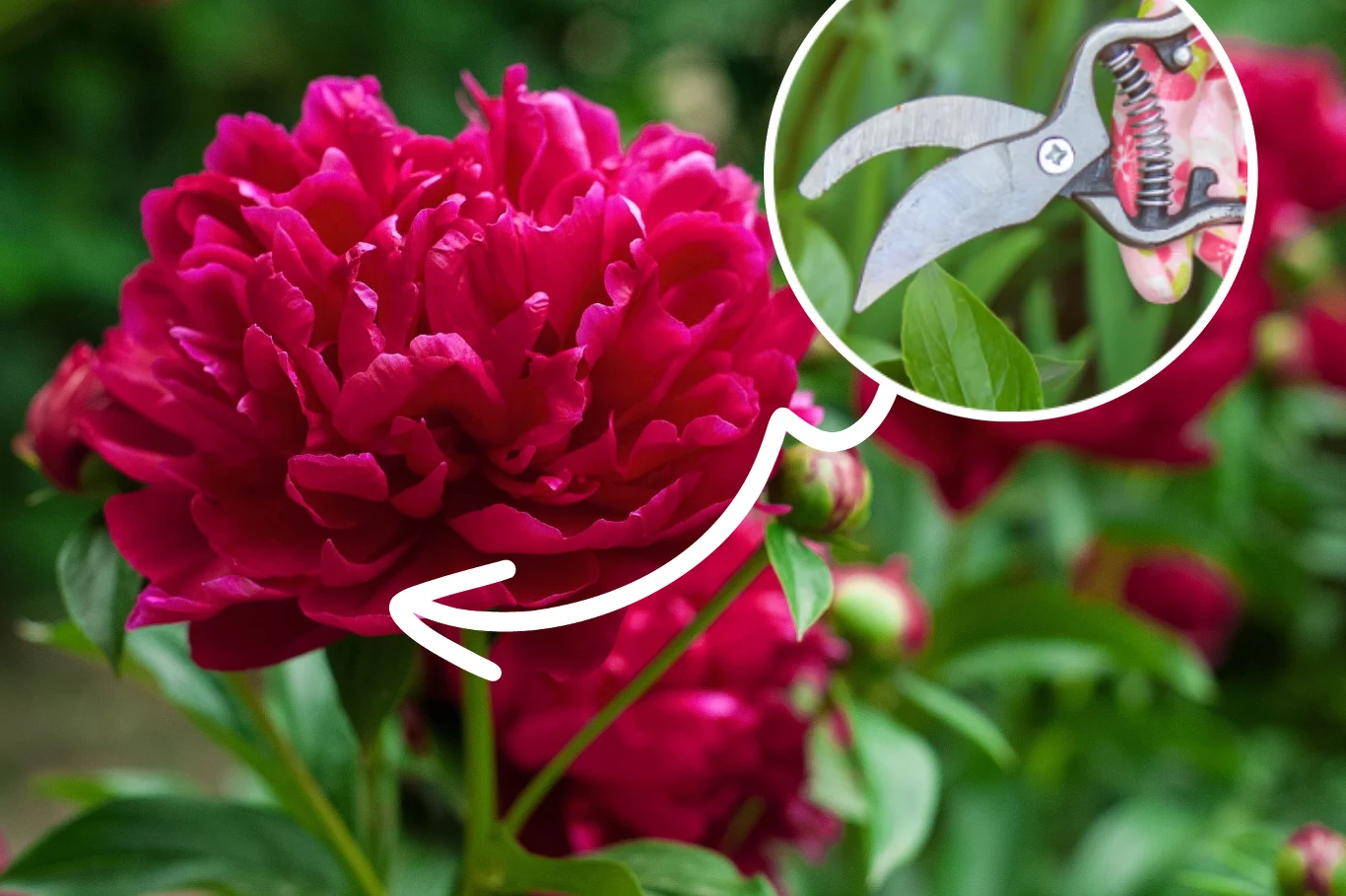 Po tym zabiegu piwonie wiosną na pewno będą zachwycać bujnymi, kulistymi kwiatami Po tym zabiegu piwonie wiosną na pewno będą zachwycać bujnymi, kulistymi kwiatami