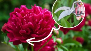 Wykonaj ten zabieg jesienią, a bujnych piwonii wiosną pozazdroszczą ci wszystkie sąsiadki
