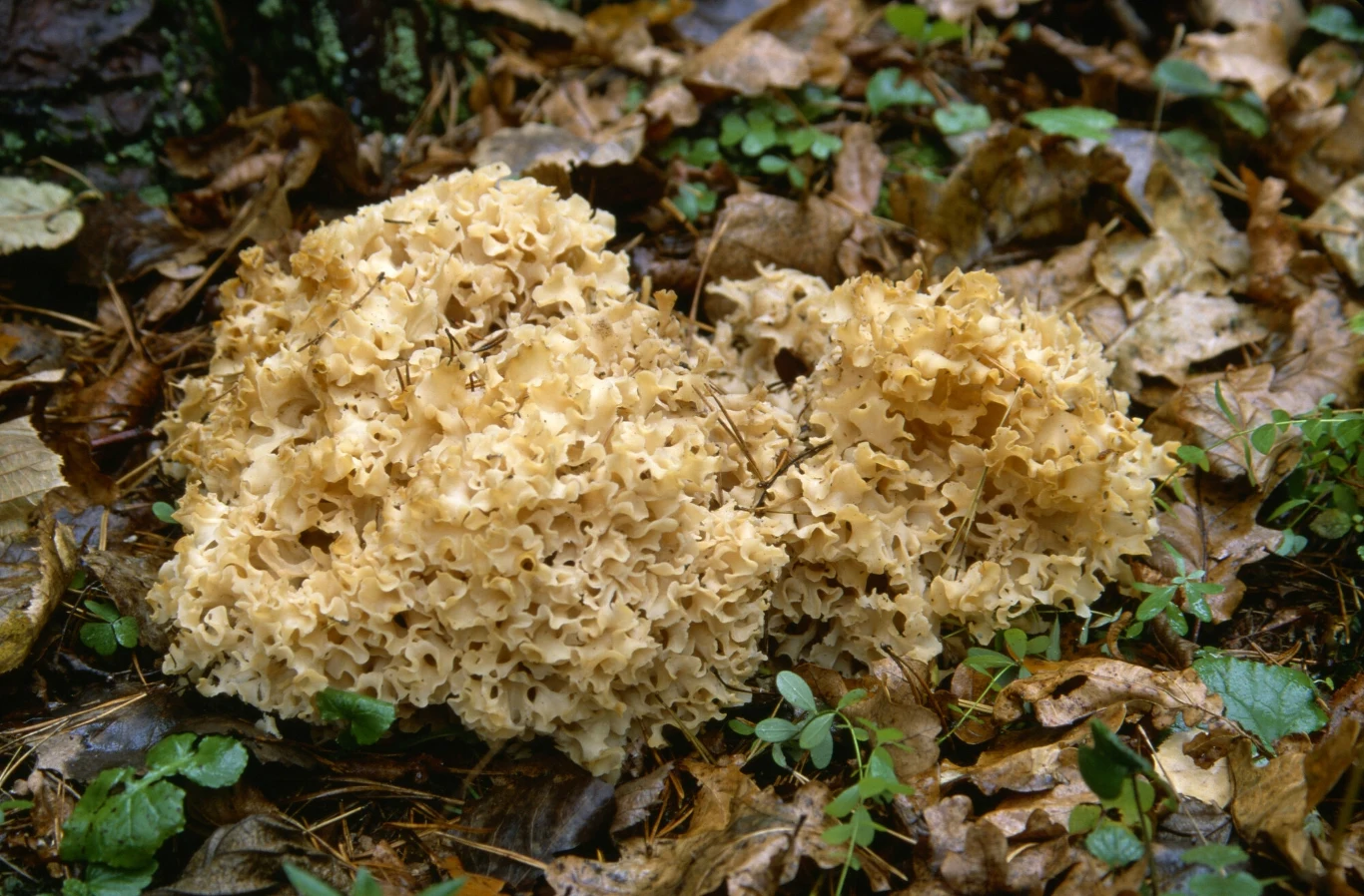 Wielu grzybiarzy omija tego grzyba szerokim łukiem. Jego nietypowy wygląd nie wskazuje na to, by miałby nadawać się do jedzenia