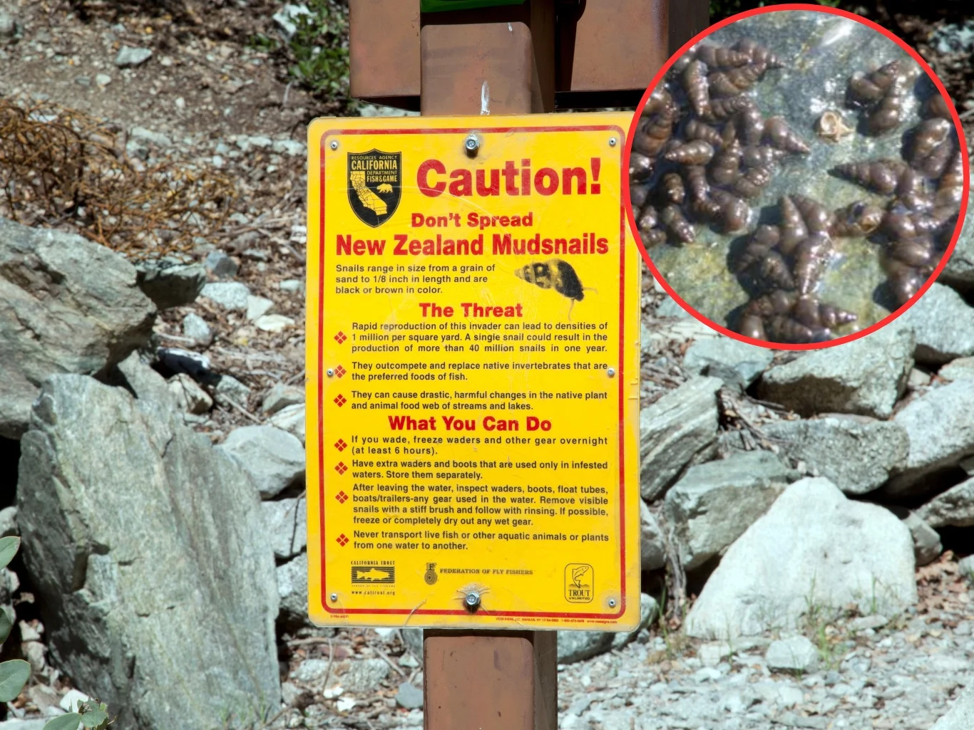 Nowozelandzki ślimak błotny jest gatunkiem inwazyjnym poza terenami nowej Zelandii Nowozelandzki ślimak błotny jest gatunkiem inwazyjnym poza terenami nowej Zelandii