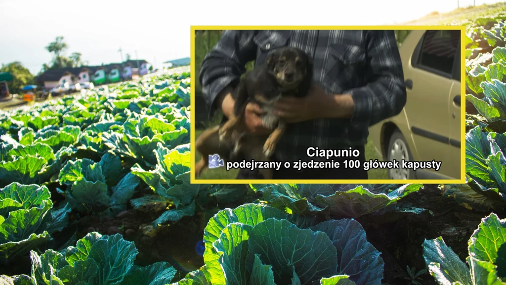 Pies Ciapunio stał się gwiazdą internetu po tym jak w "Sprawie dla reportera" TVP opisano go jako "podejrzanego o zjedzenie 100 główek kapusty"