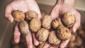 Moja mama zawsze wrzuca orzechy włoskie do wrzątku. Dzięki temu ich obieranie to bułka z masłem