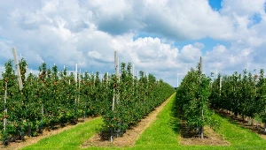 Polska jest największym producentem jabłek w Europie. Jednak sadownicy muszą sprostać kilku problemom, które pojawiły się w ostatnich latach