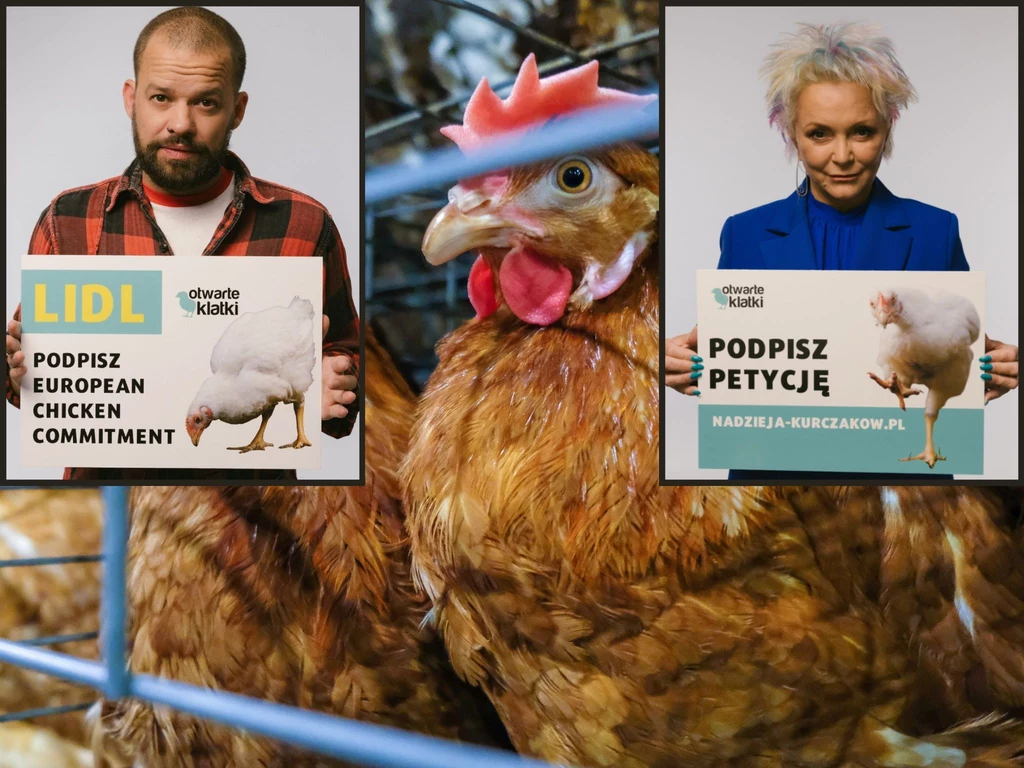Gwiazdy apelują o poprawę losów kurczaków hodowanych na mięso. W kampanii wzięli udział m.in. Małgorzata Ostrowska i Michał Piróg