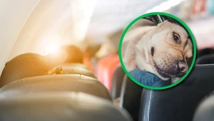 Pies zanieczyszczał powietrze podczas lotu. Dostali wysokie odszkodowanie
